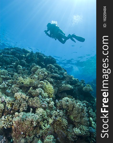 Scuba diver silhouette. Temple, Sharm el Sheikh, Red Sea, Egypt.