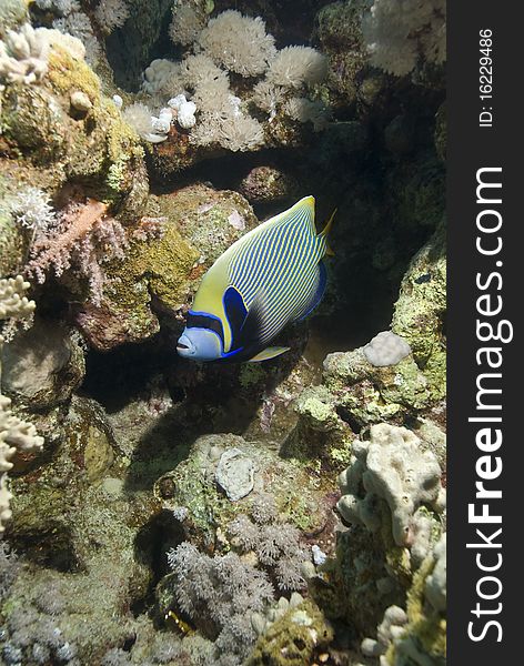 Tropical Emperor angelfish (Pomacanthus imperator). Temple, Sharm el Sheikh, Red Sea, Egypt. Tropical Emperor angelfish (Pomacanthus imperator). Temple, Sharm el Sheikh, Red Sea, Egypt.