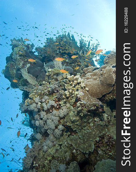 A colorful and vibrant tropical coral reef scene with Lyretail anthias (pseudanthias squamipinnis). Ras Katy, Sharm el Sheikh, Red Sea, Egypt. A colorful and vibrant tropical coral reef scene with Lyretail anthias (pseudanthias squamipinnis). Ras Katy, Sharm el Sheikh, Red Sea, Egypt.