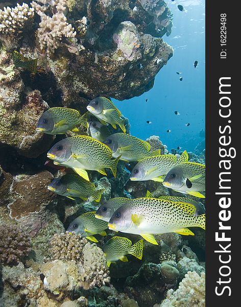 Blackspotted sweetlips (Plectorhinchus gaterinus) next to a tropical coral reef. Ras Umm Sid, Sharm el Sheikh, Red Sea, Egypt. Blackspotted sweetlips (Plectorhinchus gaterinus) next to a tropical coral reef. Ras Umm Sid, Sharm el Sheikh, Red Sea, Egypt.