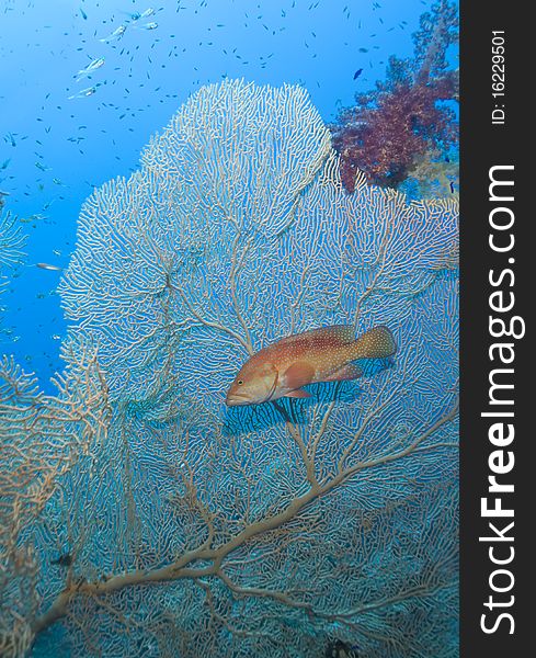 Sixspot grouper (Cephalopholis sexmaculata) on a Giant fan coral (Annella mollis). Ras katy, Sharm el Sheikh, Red Sea, Egypt. Sixspot grouper (Cephalopholis sexmaculata) on a Giant fan coral (Annella mollis). Ras katy, Sharm el Sheikh, Red Sea, Egypt.