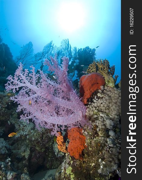 Vibrant pink soft coral on a tropical coral reef.