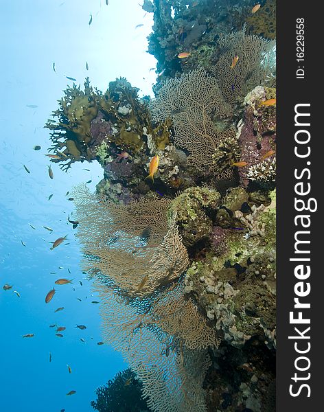 A colorful and vibrant tropical coral reef scene with Lyretail anthias (pseudanthias squamipinnis) and Giant sea fans (annella mollis). Near garden, Sharm el Sheikh, Red Sea, Egypt. A colorful and vibrant tropical coral reef scene with Lyretail anthias (pseudanthias squamipinnis) and Giant sea fans (annella mollis). Near garden, Sharm el Sheikh, Red Sea, Egypt.