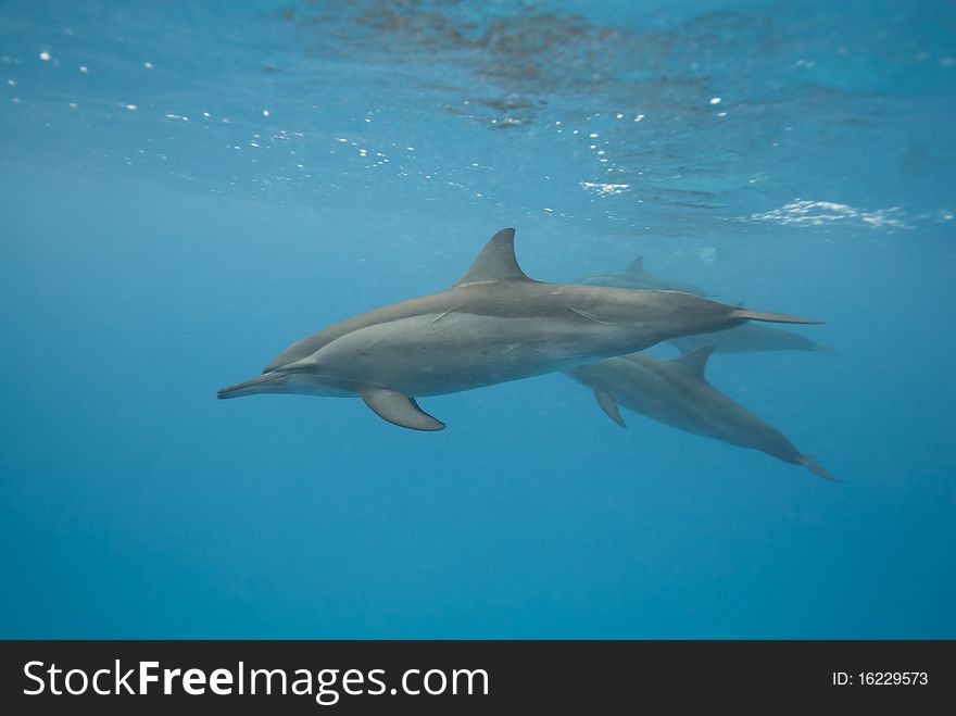 Swimming Spinner dolphins (Stenella longirostris). Sataya, Southern Red Sea, Egypt. Swimming Spinner dolphins (Stenella longirostris). Sataya, Southern Red Sea, Egypt.