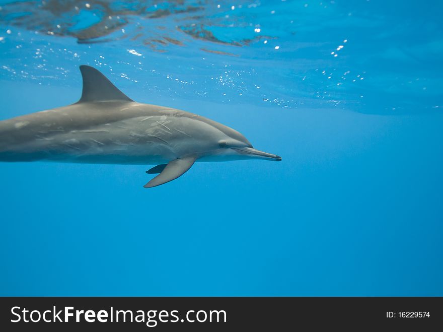 Swimming Spinner dolphin (Stenella longirostris) in the wild. Sataya, Southern Red Sea, Egypt. Swimming Spinner dolphin (Stenella longirostris) in the wild. Sataya, Southern Red Sea, Egypt.