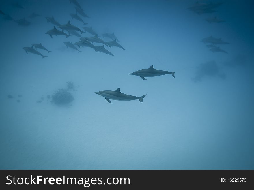 Schooling Spinner dolphins (Stenella longirostris) in the wild. Sataya, Southern Red Sea, Egypt. Schooling Spinner dolphins (Stenella longirostris) in the wild. Sataya, Southern Red Sea, Egypt.