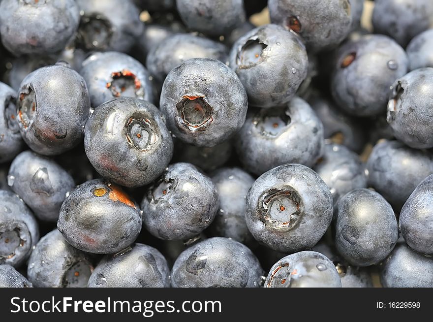 Freshly Picked Blueberries