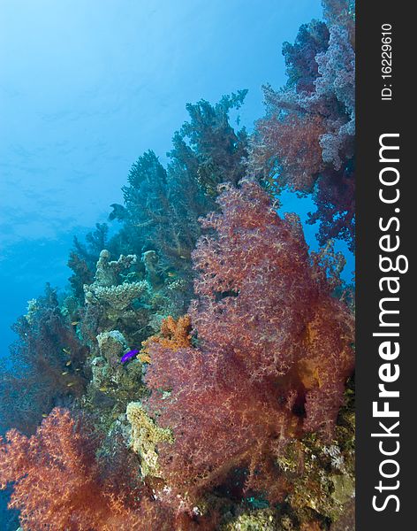 Vibrant orange Broccoli soft coral (Dendronephthya hemprichi) growing on a tropical coral reef. Near Garden, Sharm el Sheikh, Red Sea, Egypt. Vibrant orange Broccoli soft coral (Dendronephthya hemprichi) growing on a tropical coral reef. Near Garden, Sharm el Sheikh, Red Sea, Egypt.