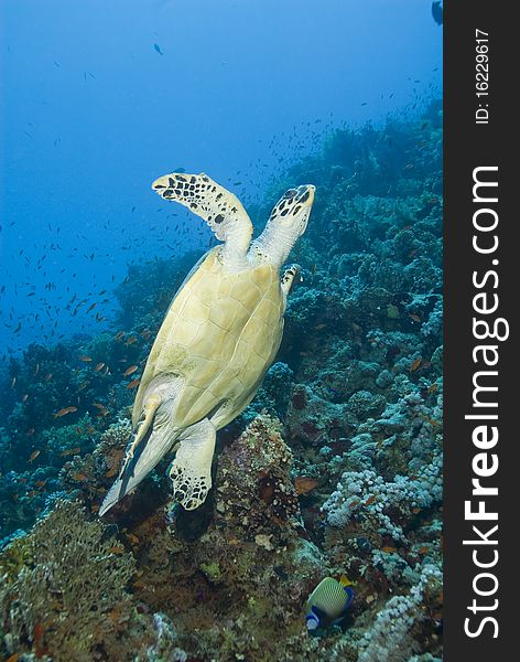 Adult male Hawksbill turtle (eretmochelys imbricata) swimming away from a tropical coral reef. Thomas reef, Sharm el Sheikh, Red Sea, Egypt. Adult male Hawksbill turtle (eretmochelys imbricata) swimming away from a tropical coral reef. Thomas reef, Sharm el Sheikh, Red Sea, Egypt.