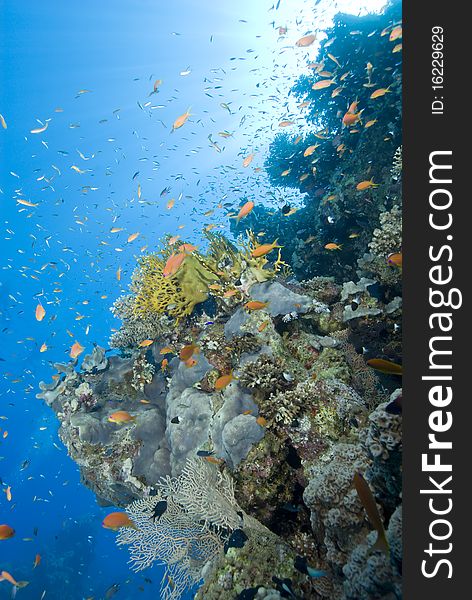 A colorful and vibrant tropical reef scene with sunrays in the background. Temple, Sharm el Sheikh, Red Sea, Egypt. A colorful and vibrant tropical reef scene with sunrays in the background. Temple, Sharm el Sheikh, Red Sea, Egypt.