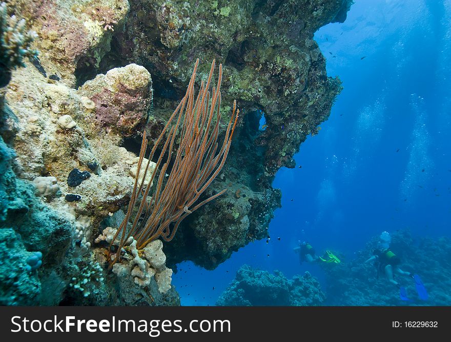 Red whip coral (Cluster whip - Ellisella juncea) with scuba divers in the background. Temple, Sharm el Sheikh, Red Sea, Egypt. Red whip coral (Cluster whip - Ellisella juncea) with scuba divers in the background. Temple, Sharm el Sheikh, Red Sea, Egypt.