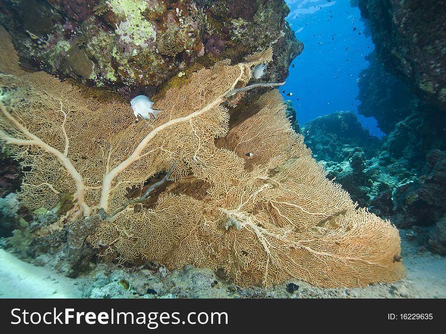 Pristine Gorgonian Fan Coral On A Tropical Reef.