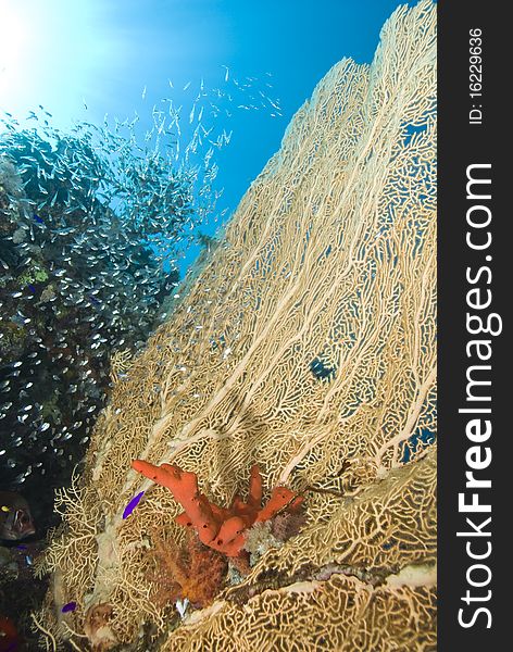 Tropical Gorgonian Fan Coral With Red Sponge.