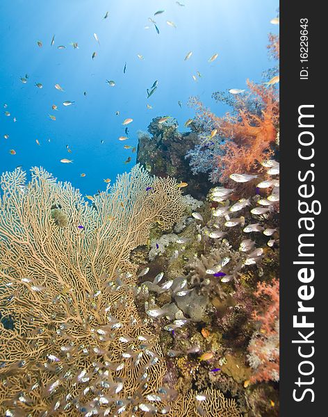 Tropical coral reef scene. Near Garden, Sharm el Sheikh, Red Sea, Egypt.