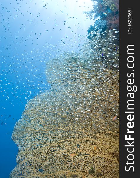 Gorgonian fan coral with school of baitfish.