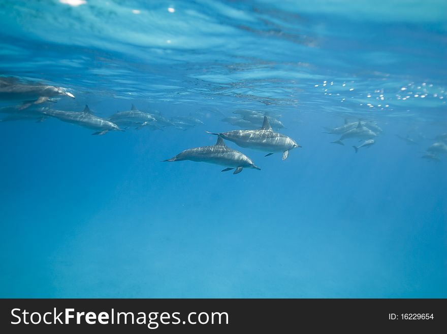 Swimming Spinner dolphins (Stenella longirostris). Sataya, Southern Red Sea, Egypt. Swimming Spinner dolphins (Stenella longirostris). Sataya, Southern Red Sea, Egypt.