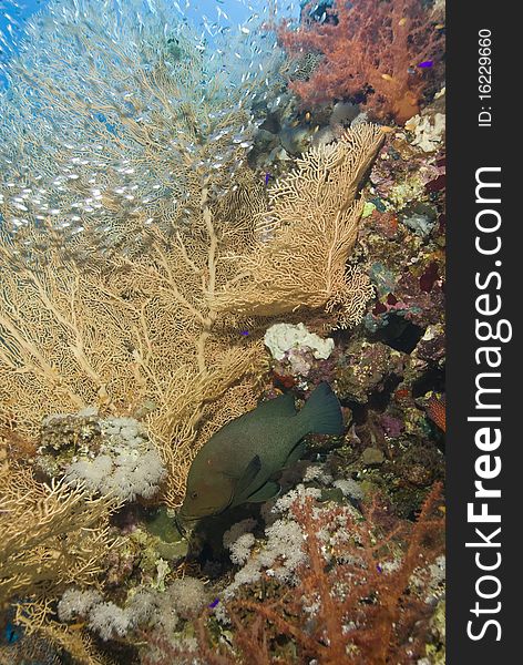 Gorgonian fan coral (Annella mollis) with Redmouth grouper (Aethaloperca rogaa) and school of baitfish. Near Garden, Sharm el Sheikh, Red Sea, Egypt. Gorgonian fan coral (Annella mollis) with Redmouth grouper (Aethaloperca rogaa) and school of baitfish. Near Garden, Sharm el Sheikh, Red Sea, Egypt.