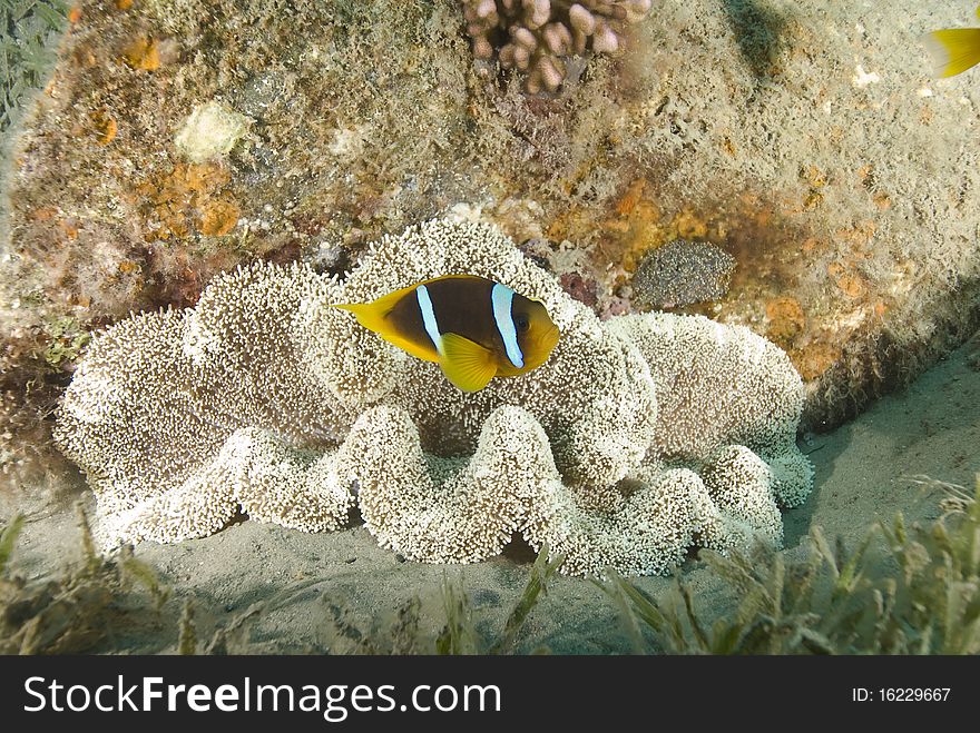 Red Sea Anemonefish, Aka. Nemo, Close To A Barrel.