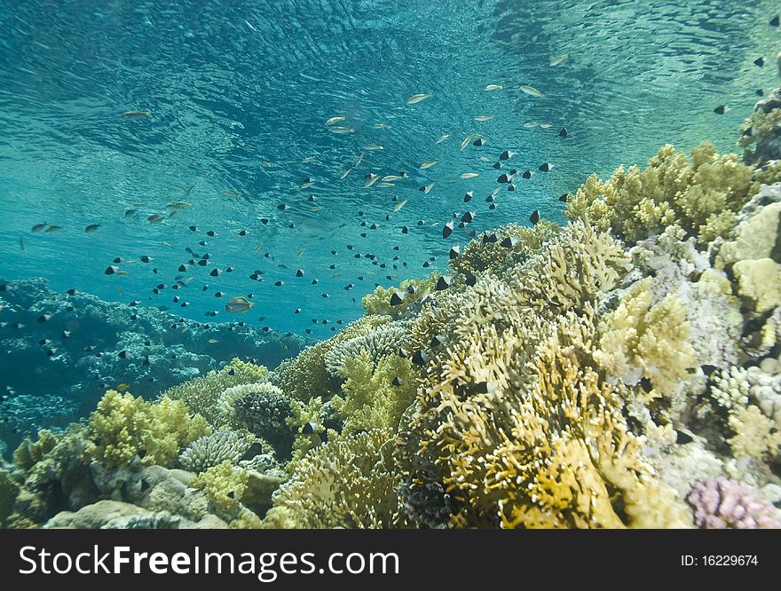 A colorful tropical reef scene in shallow water.