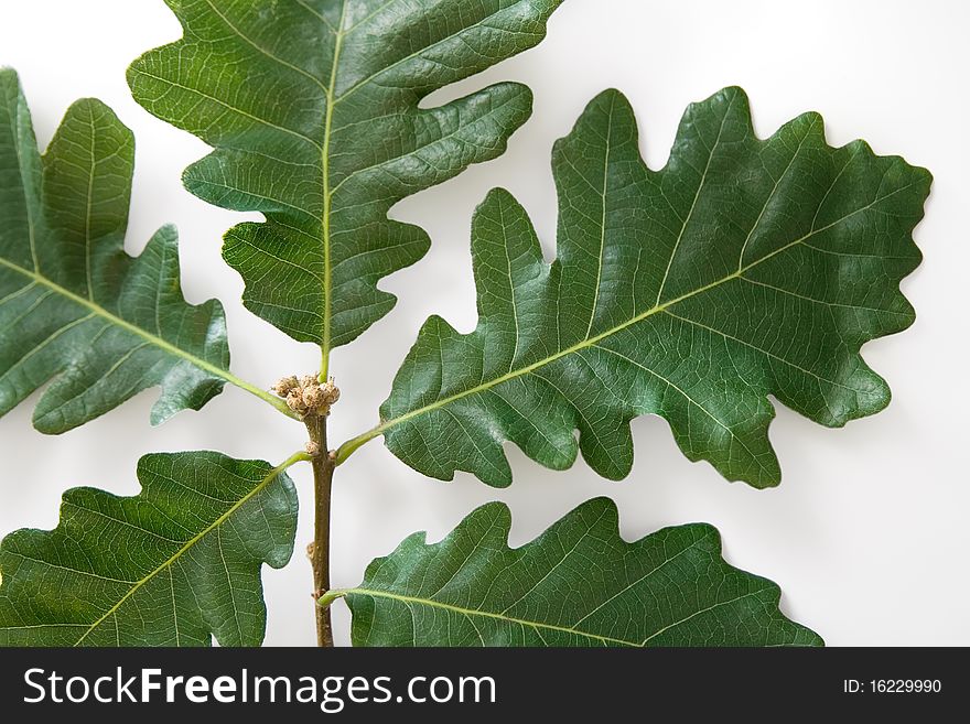 Fresh green oak brunch isolated on white- cropped. Fresh green oak brunch isolated on white- cropped