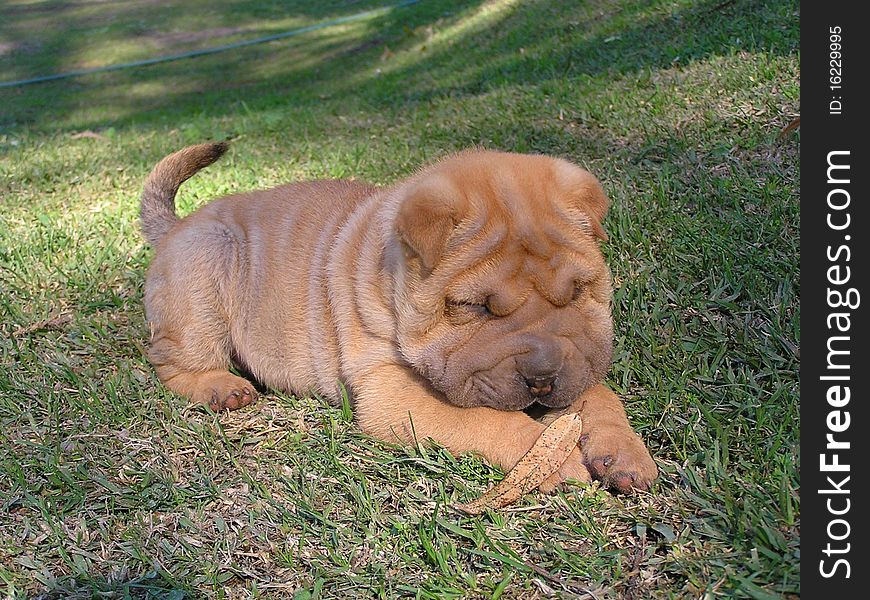 Sharpei Puppy playing with leaf