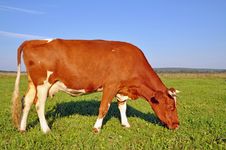 Cow On A Summer Pasture Stock Photo Cow On A Summer Pasture Stock Photo