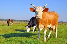 Cows On A Summer Pasture Royalty Free Stock Image