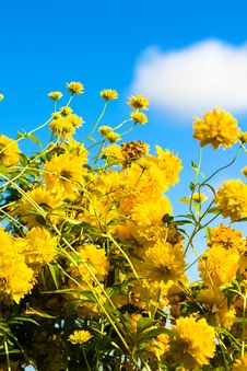 Yellow Flowers Stock Photography Yellow Flowers Stock Photography