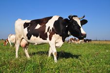 Cow On A Summer Pasture. Royalty Free Stock Photos