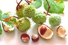 Chestnuts Royalty Free Stock Photo