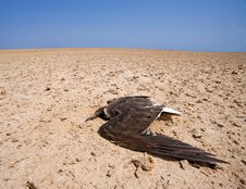 Dead Bird On An Arid Wilderness Stock Photography