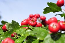 Hawthorn Royalty Free Stock Photo Hawthorn Royalty Free Stock Photo