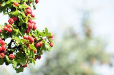 Hawthorn Royalty Free Stock Photos Hawthorn Royalty Free Stock Photos