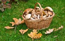 Basket Full Of Mushrooms Royalty Free Stock Image Basket Full Of Mushrooms Royalty Free Stock Image