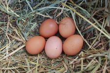 Chicke Eggs In The Nest Stock Image