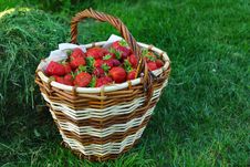Basket Full Of Red Strawberry Royalty Free Stock Photo Basket Full Of Red Strawberry Royalty Free Stock Photo