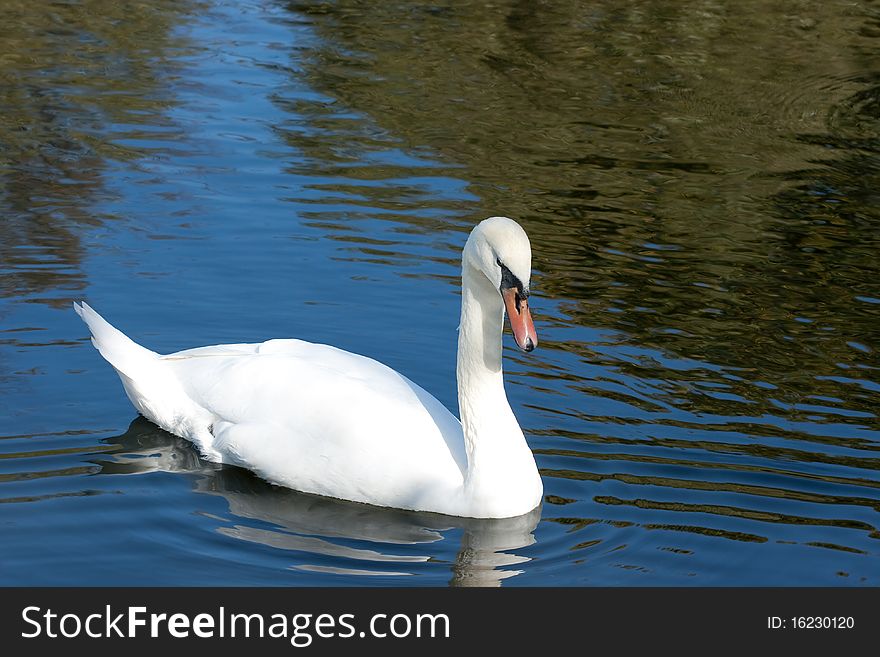 The white swan swiming in water