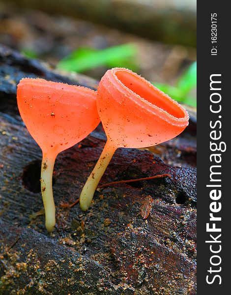 The champagne mushroom, Jad Kod forest, Saraburi province, Thailand. The champagne mushroom, Jad Kod forest, Saraburi province, Thailand.