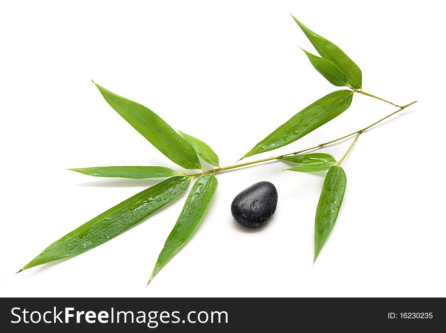 Fresh brunch of bamboo with black stone isolated on white. Fresh brunch of bamboo with black stone isolated on white