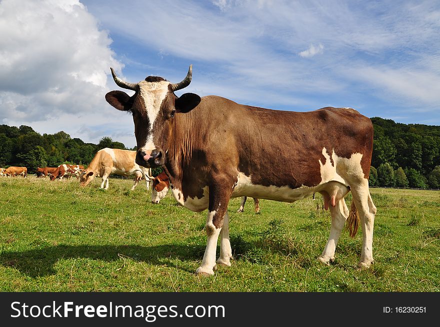 A cow on a summer pasture in a rural landscape under clouds.