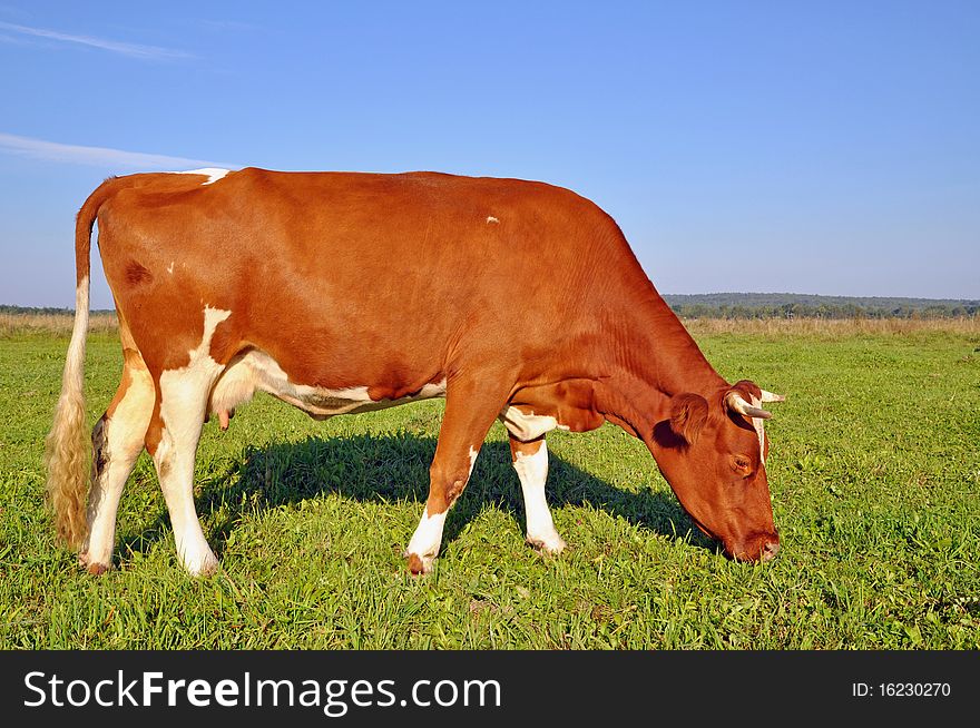 Cow on a summer pasture. Cows on a summer pasture in a rural landscape under the dark blue sky