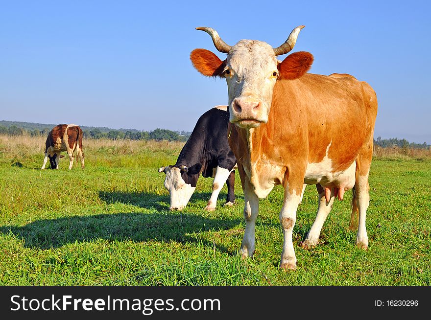 Cows on a summer pasture. Cows on a summer pasture in a rural landscape under the dark blue sky
