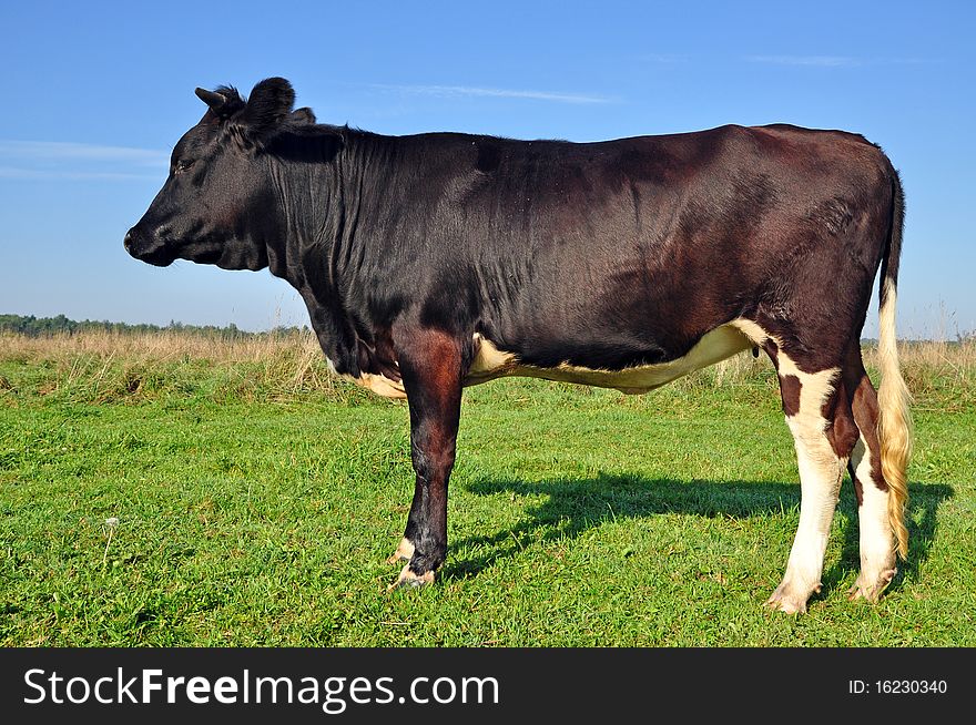 Cow on a summer pasture. Cows on a summer pasture in a rural landscape under the dark blue sky