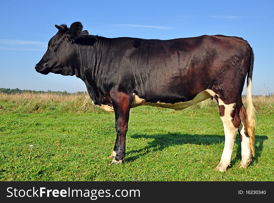 Cow on a summer pasture