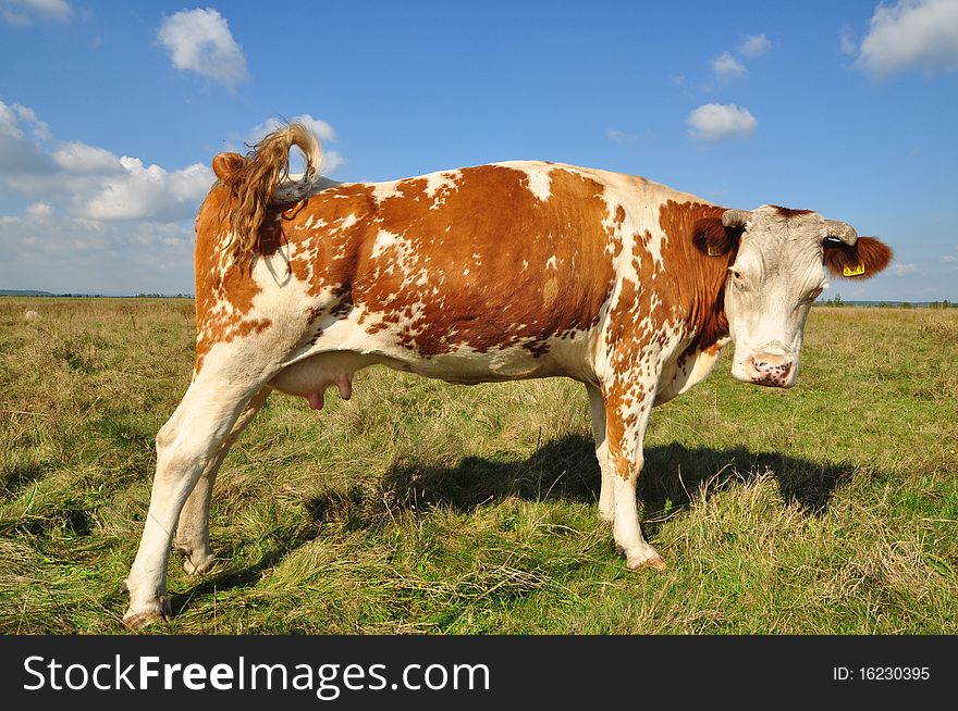 A cow on a summer pasture in a rural landscape under clouds.