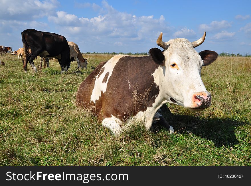 A cows on a summer pasture in a rural landscape under clouds.