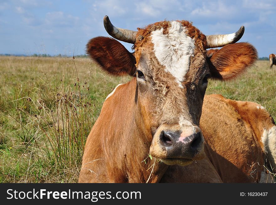 A head of a cow close up in a summer rural landscape. A head of a cow close up in a summer rural landscape.