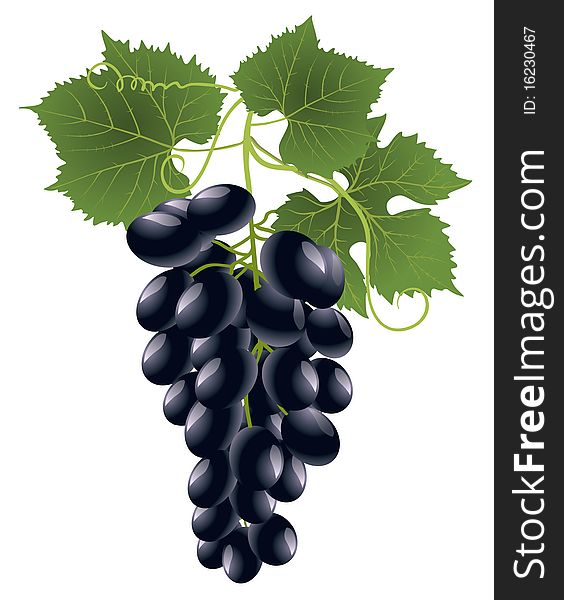 Black grape with green leaves