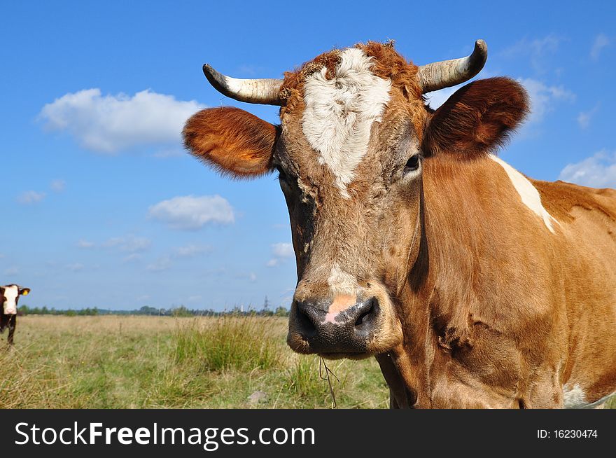 A head of a cow close up in a summer rural landscape. A head of a cow close up in a summer rural landscape.