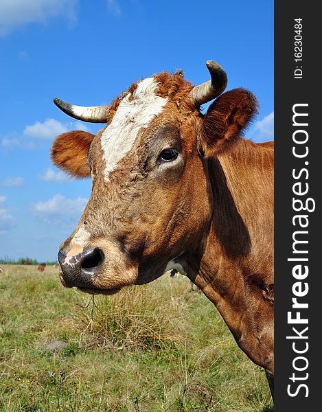 A head of a cow close up in a summer rural landscape. A head of a cow close up in a summer rural landscape.